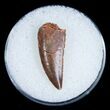 Large Raptor Tooth From Morocco #5174-1
